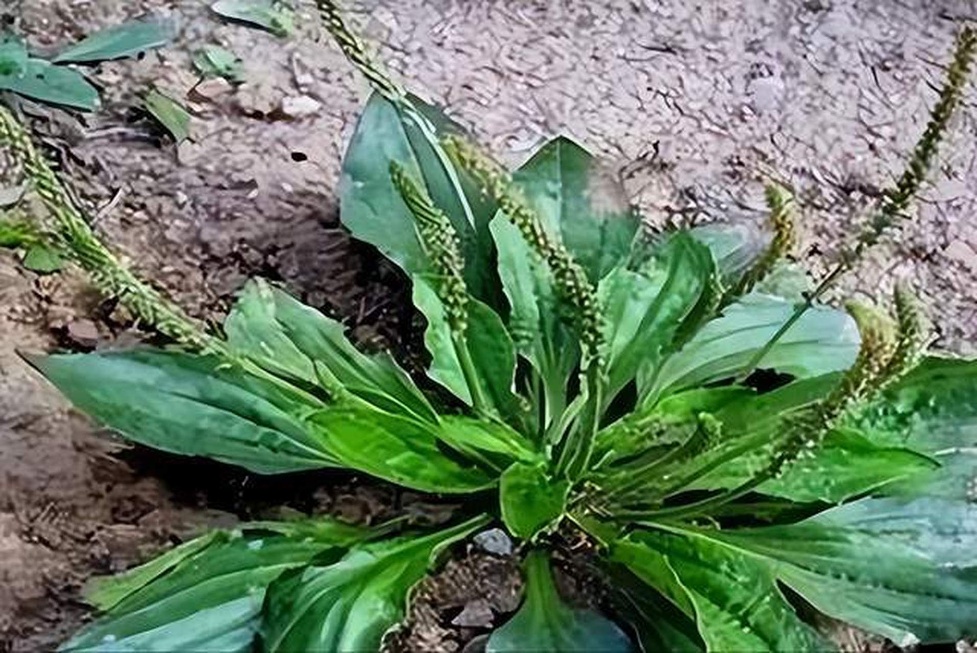 抗癌第一的野菜 十大图片