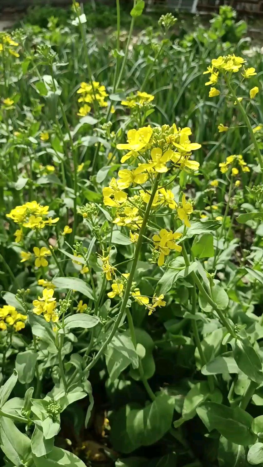 春天到了,小青菜都開花了,長得跟油菜花一樣