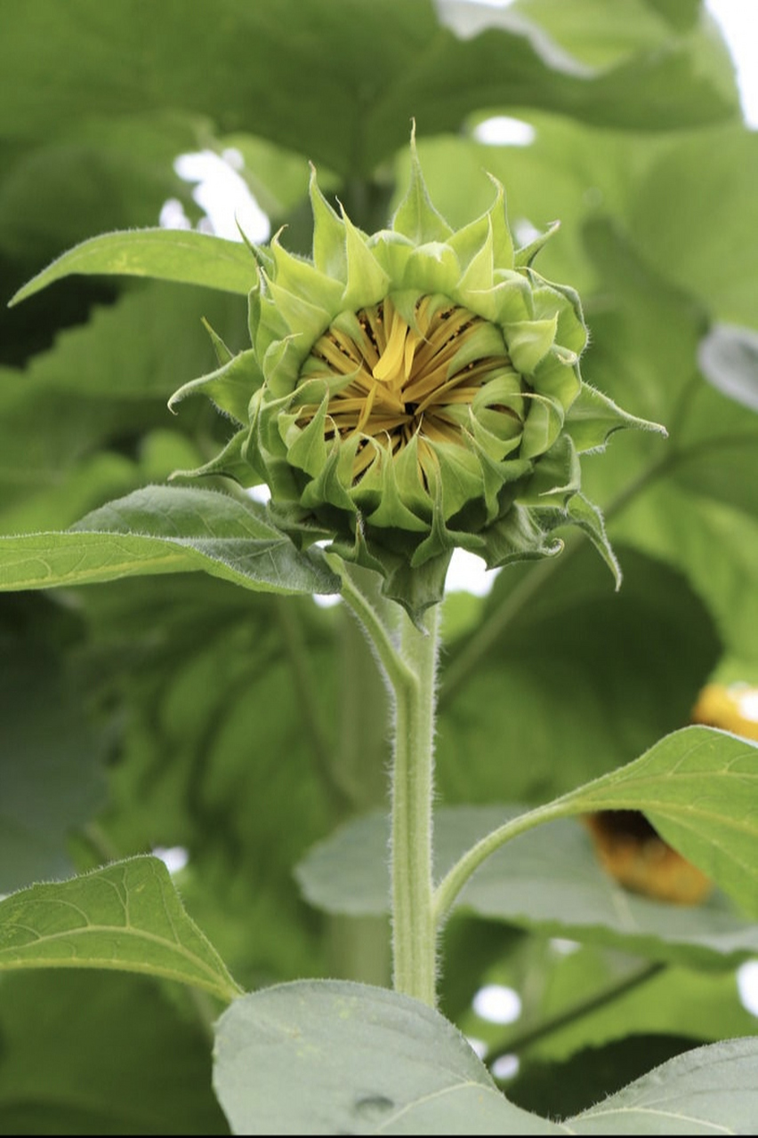 含苞待放的你和盛开的向日葵