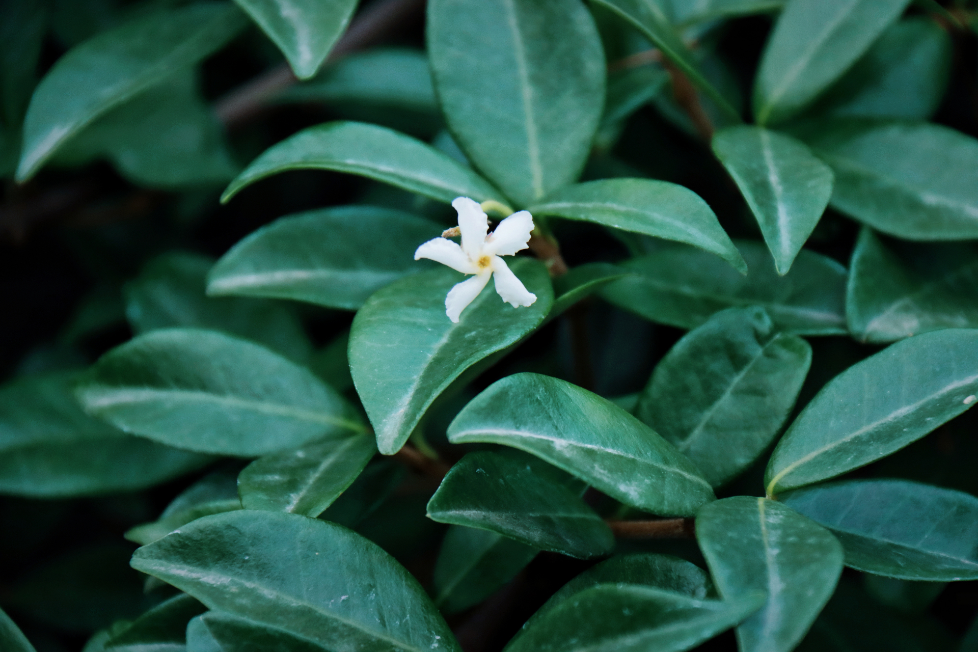 七绝·夏花之万字茉莉 文|草堂天闲  我欲山中带露来, 春花已落柳烟哀