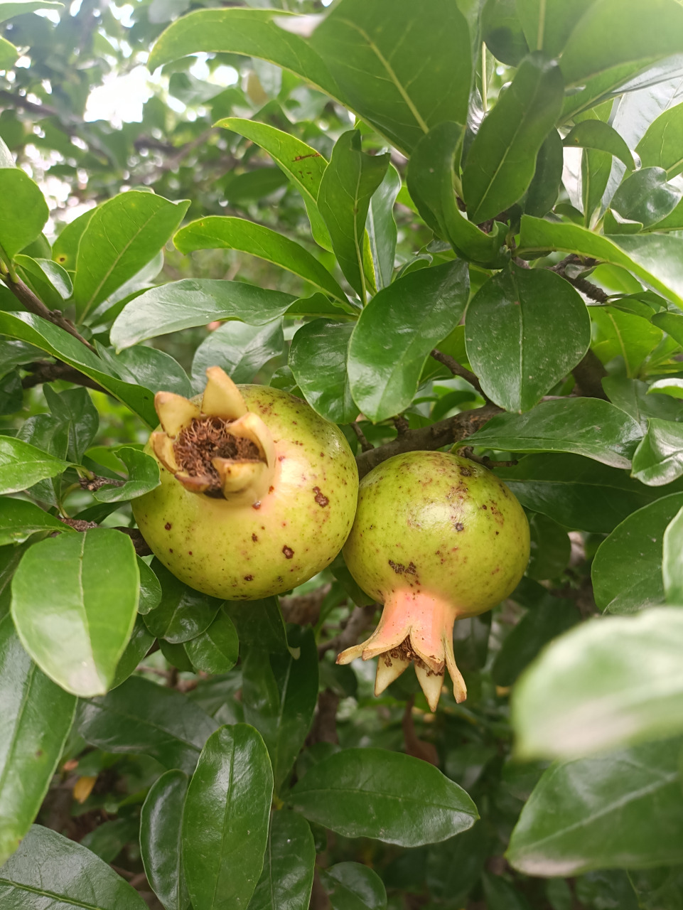 野石榴长势喜人!