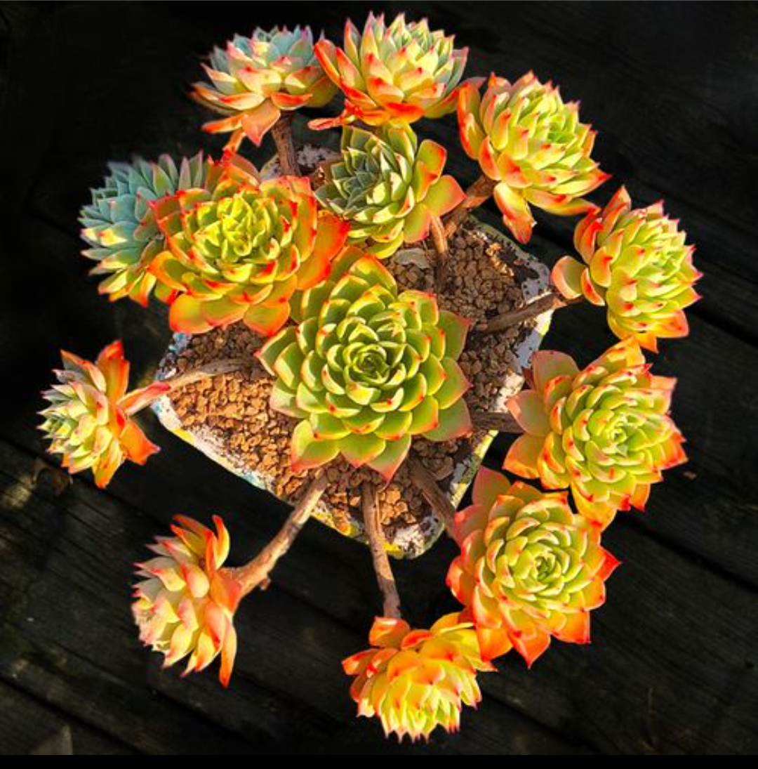 多肉三色堇,掌握2多1少1招,养成手捧花或悬崖桩,比荷花还美