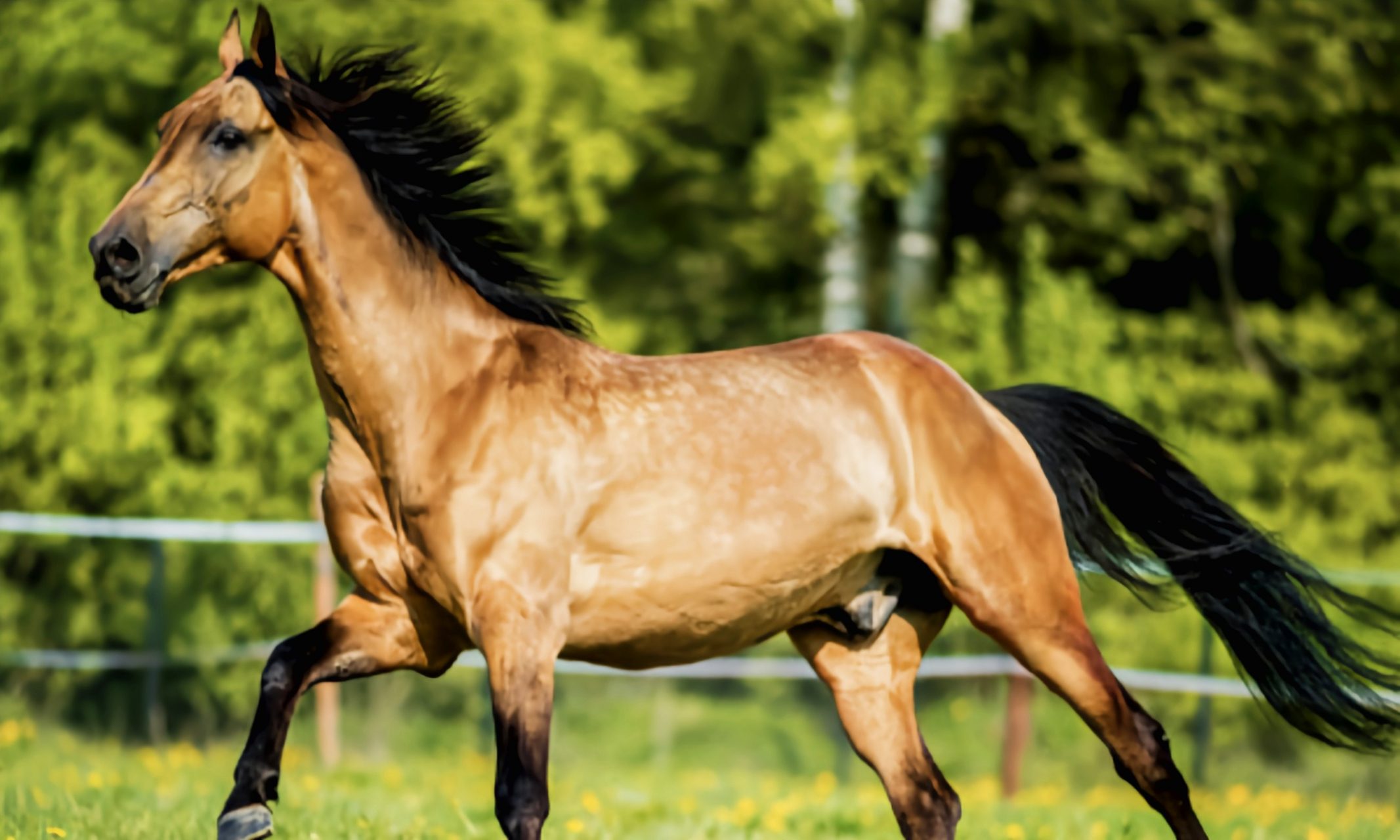 气质这东西分人# 马中王者——阿克哈塔克马 阿克哈塔克马就是武侠