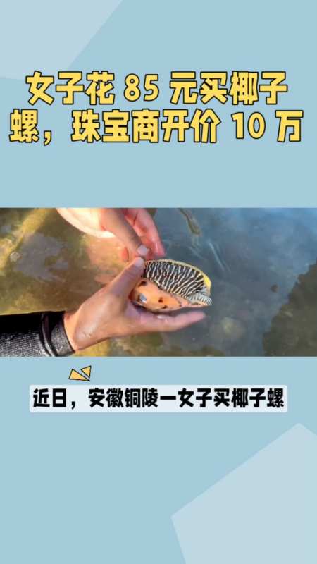 女子花85元买椰子螺开出4克多美乐珠珠宝商开价10万值这么多钱吗有