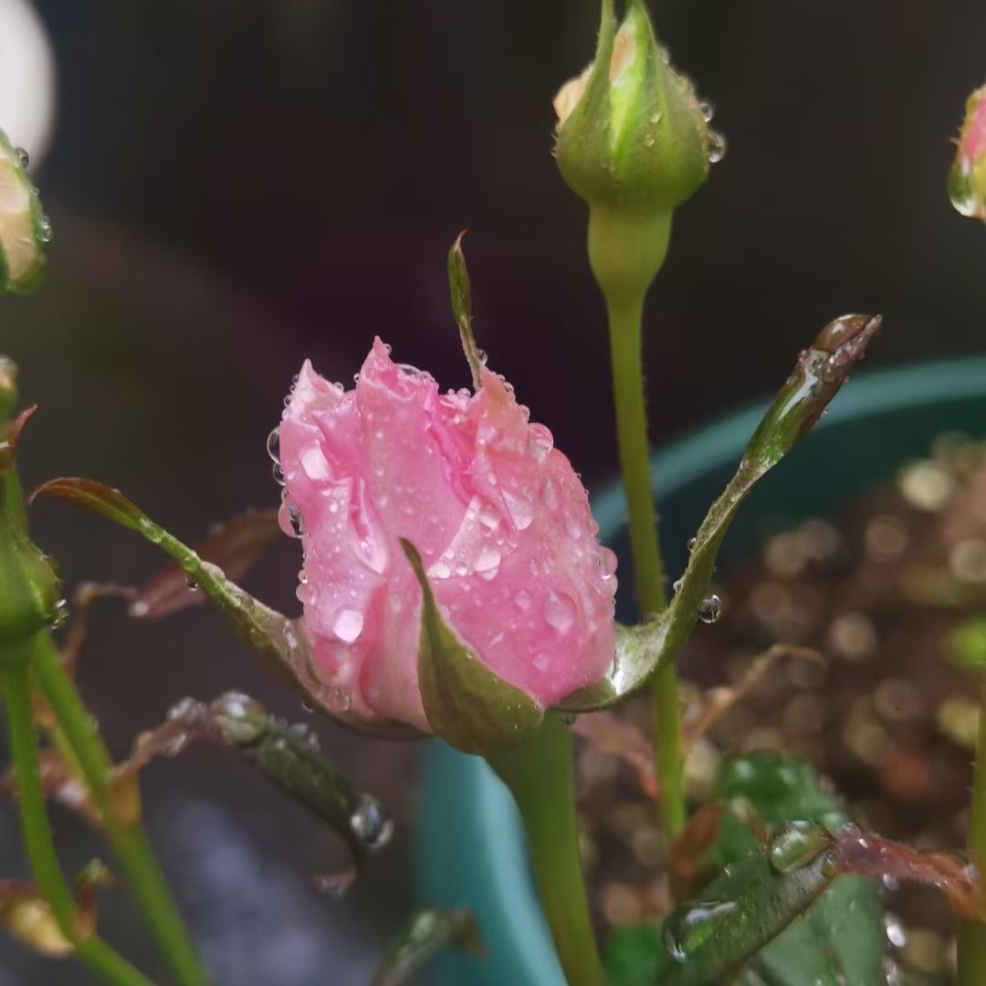 雨中的月季