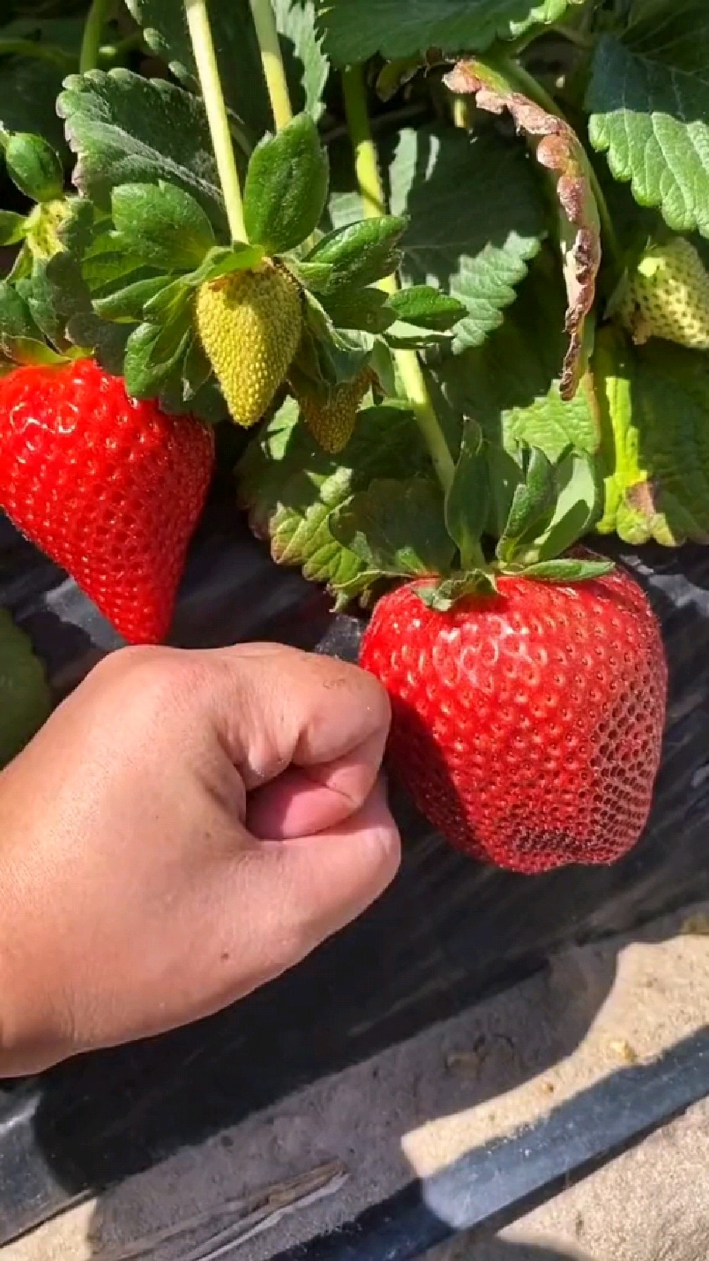 拳头大的草莓你见过吗