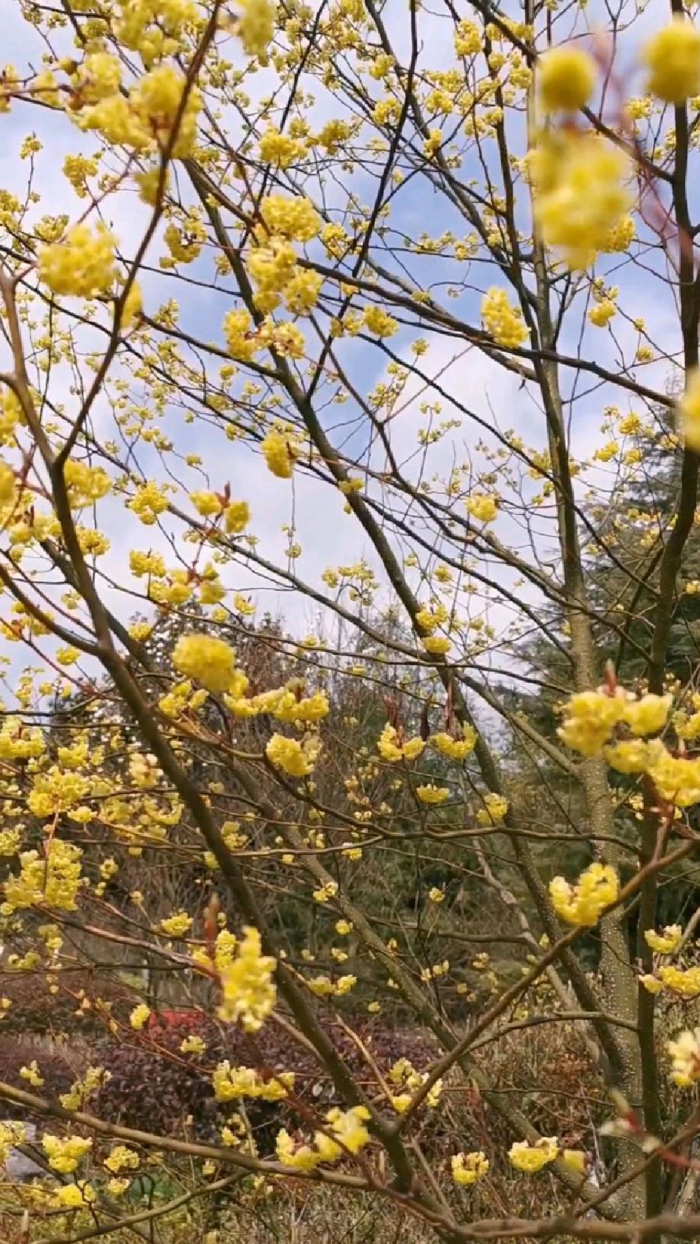 木姜子开花了,那么浪漫那么美!