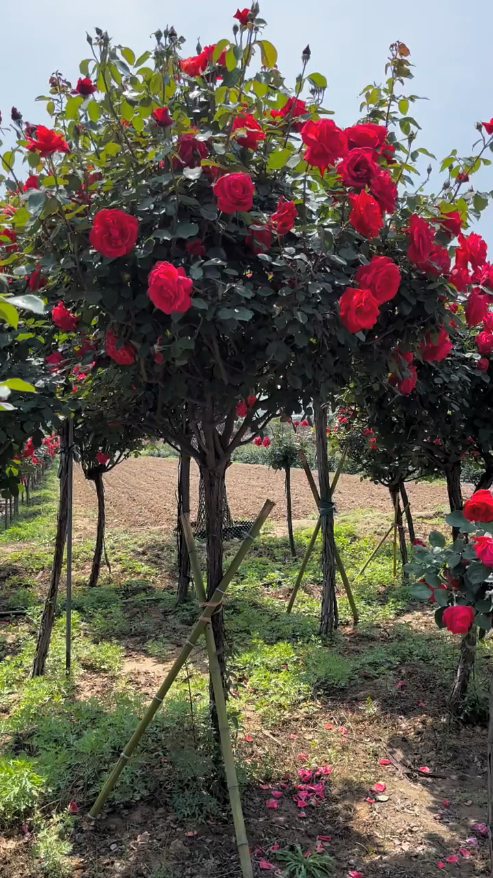 树桩月季,大花国月,红扇,粉扇,庭院月季花-度小视