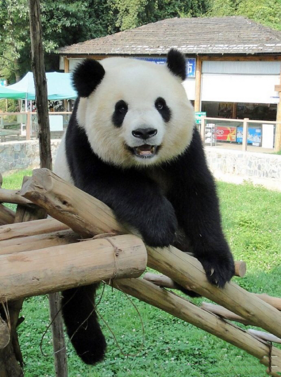 思嘉:如果本千金把浓墨的黑眼圈去掉,两脚兽你们还会喜欢本猫猫吗?   