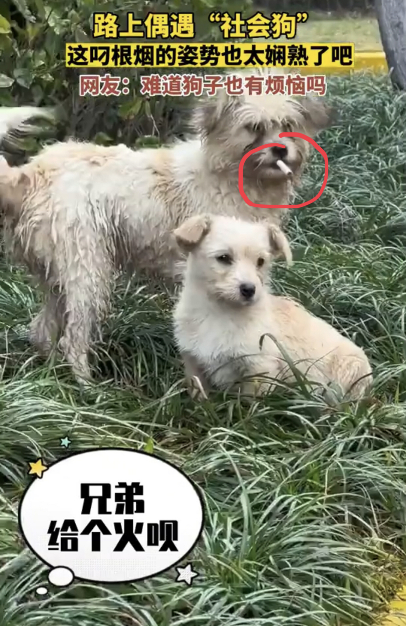 路上偶遇"社会狗",这叼根烟的姿势也太娴熟了吧.#趣图搞笑# #猫咪