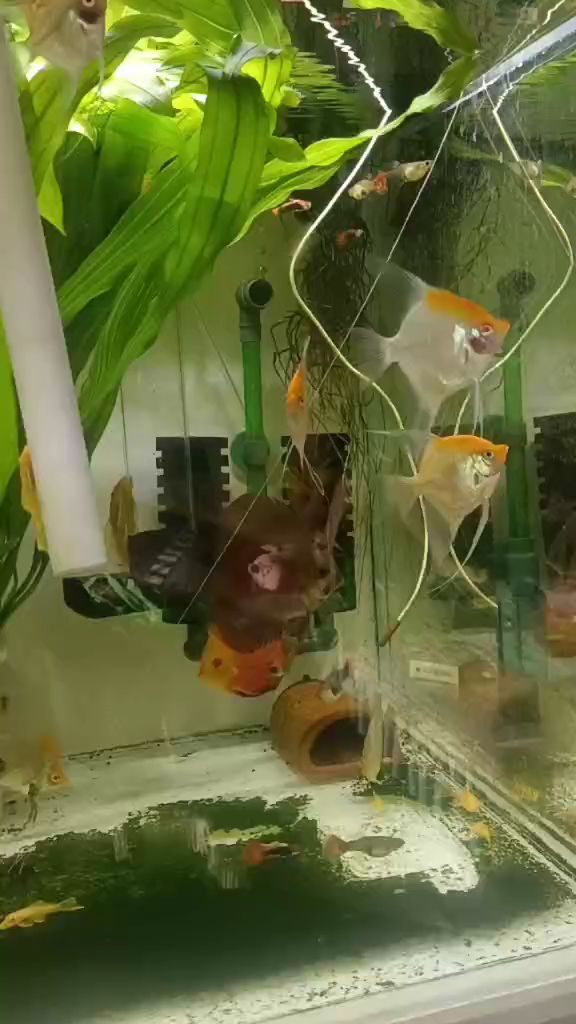 观赏鱼黄金大胡子鱼燕鱼