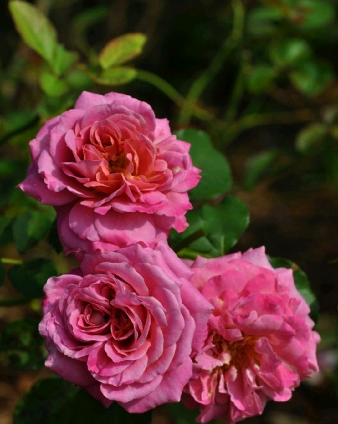 艾格尼丝61施林格(agnès schilliger)