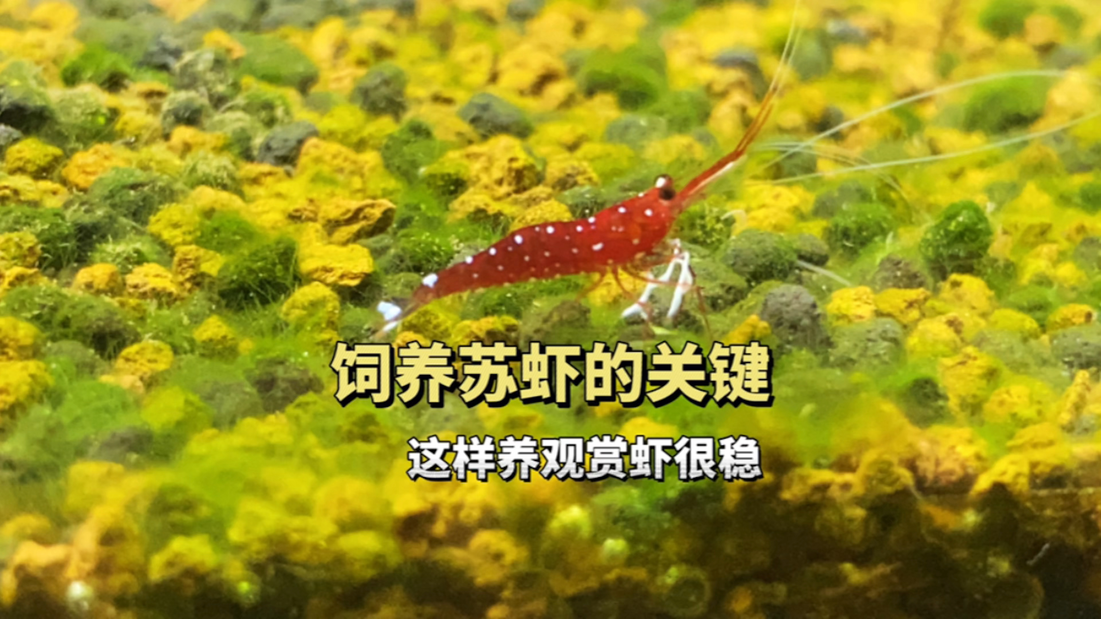 饲养苏虾白袜的关键,这样养观赏虾很稳