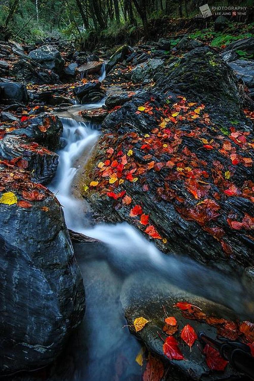 秋叶如蝶(新韵)  秋到江南木叶妍,层峦焕彩照云天.