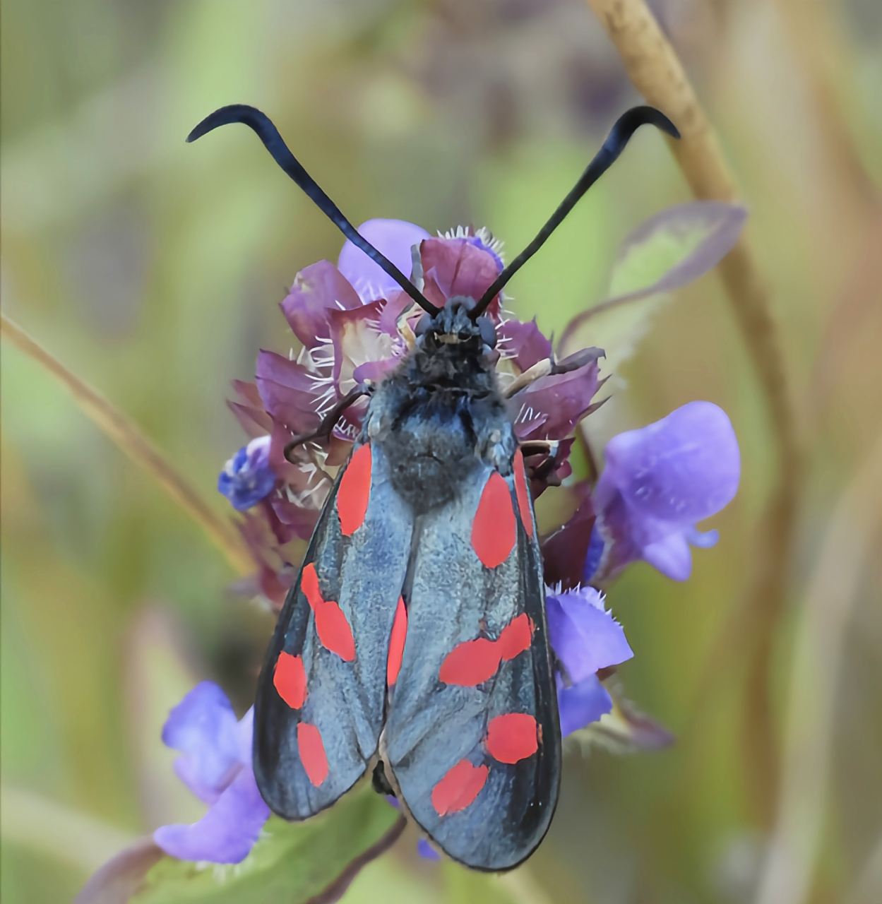 每天认识一种昆虫——六星灯蛾 六星灯蛾有另一个非常美丽的名字