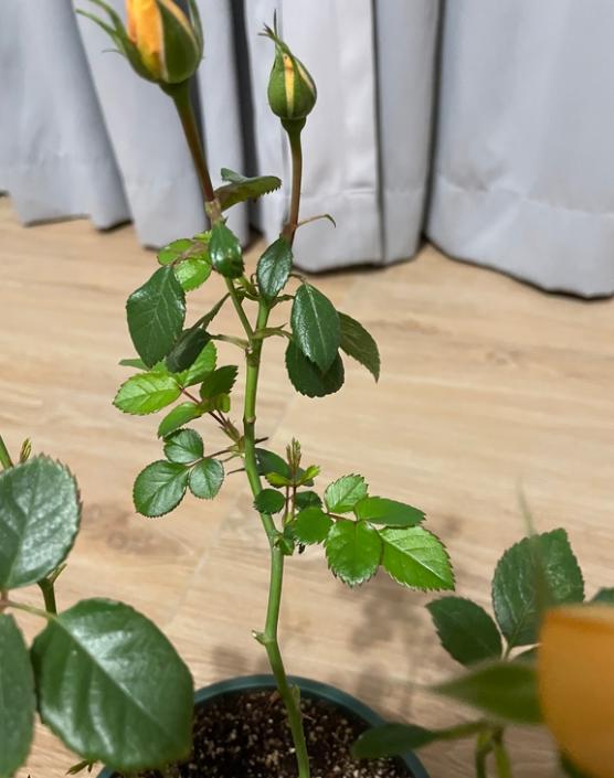 我有泥炭 椰糠 椰壳 应该是什么比例配土?