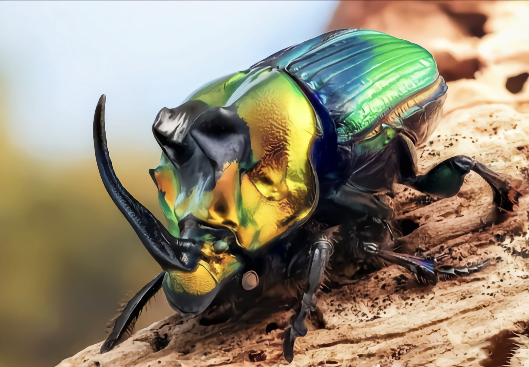 每天认识一种昆虫——帝王突蜣螂 帝王突蜣螂别名彩虹帝王粪金龟原产