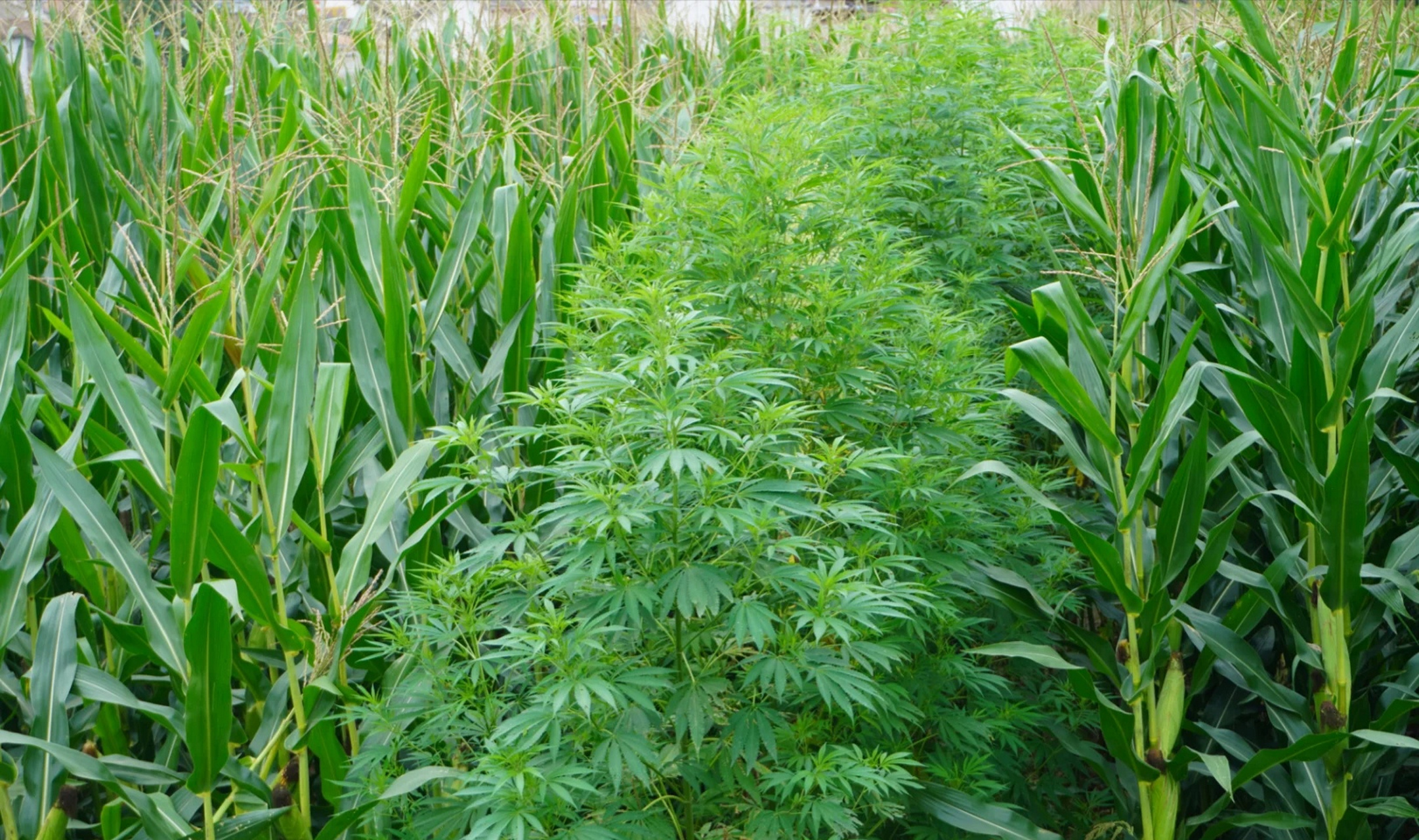 这玉米地里套种的啥?还挺隐蔽的,不会是什么违禁植物吧?