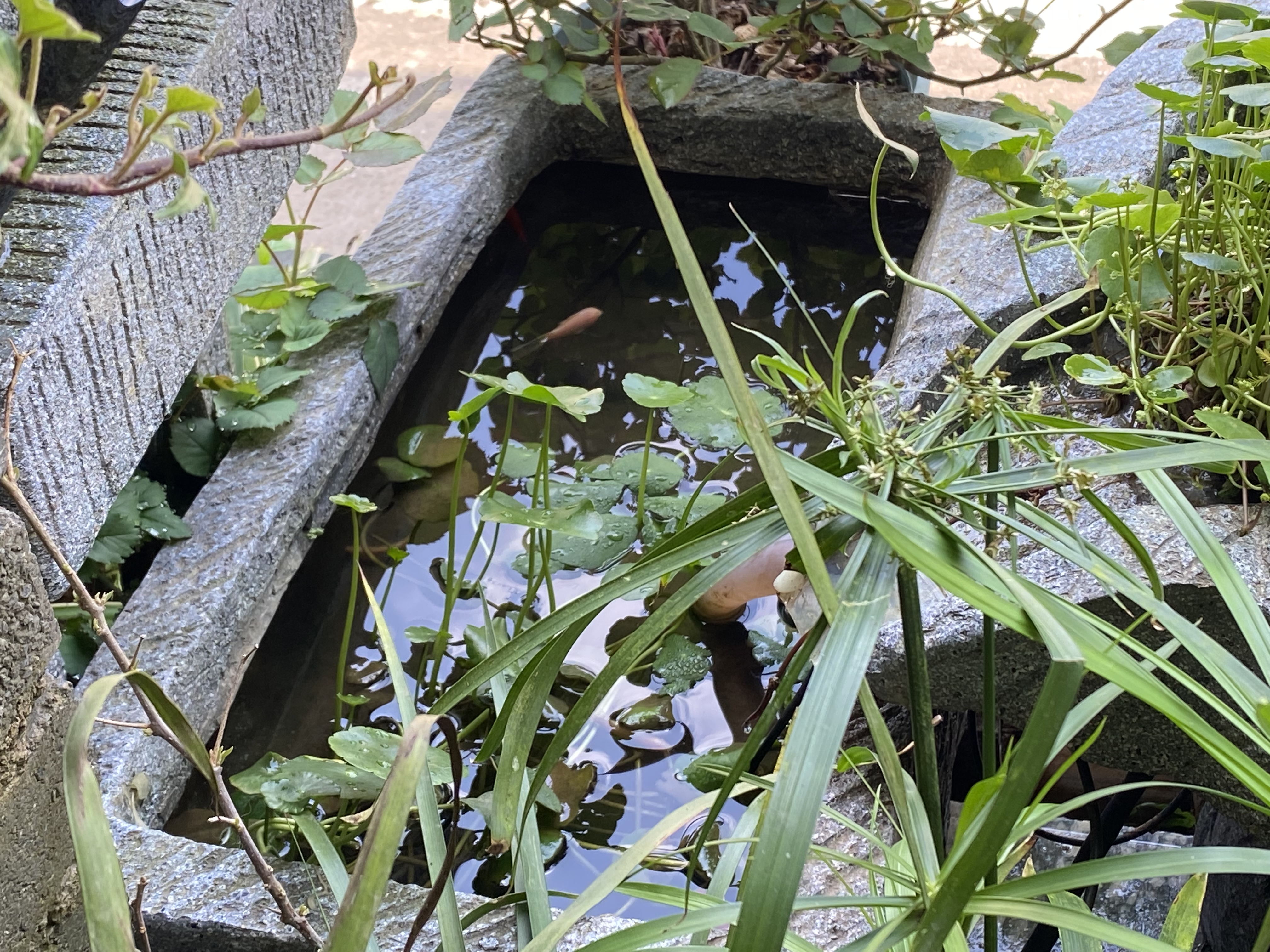 簡單實現懶人生態養魚