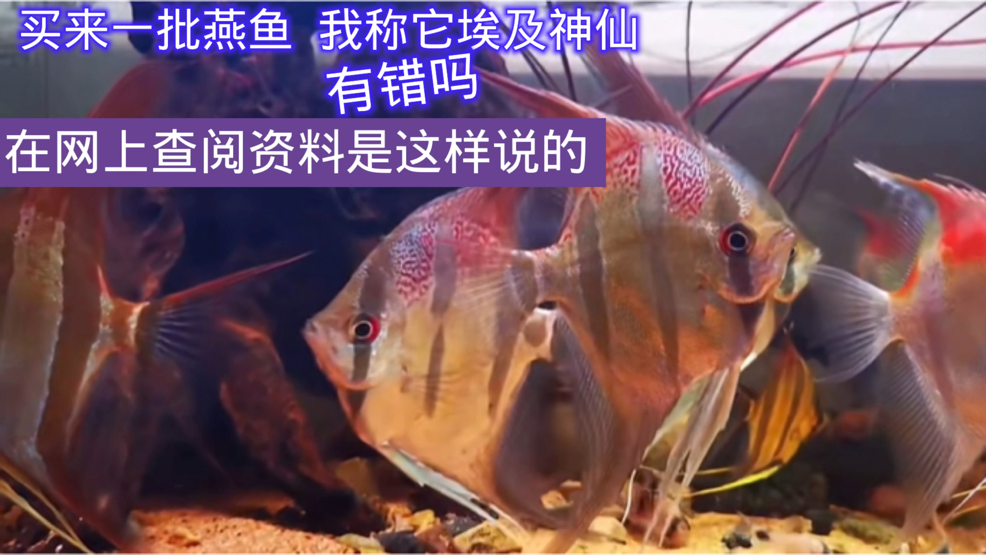 买来一批燕鱼,我称它埃及神仙鱼有错吗?我查阅了资料是这样说的