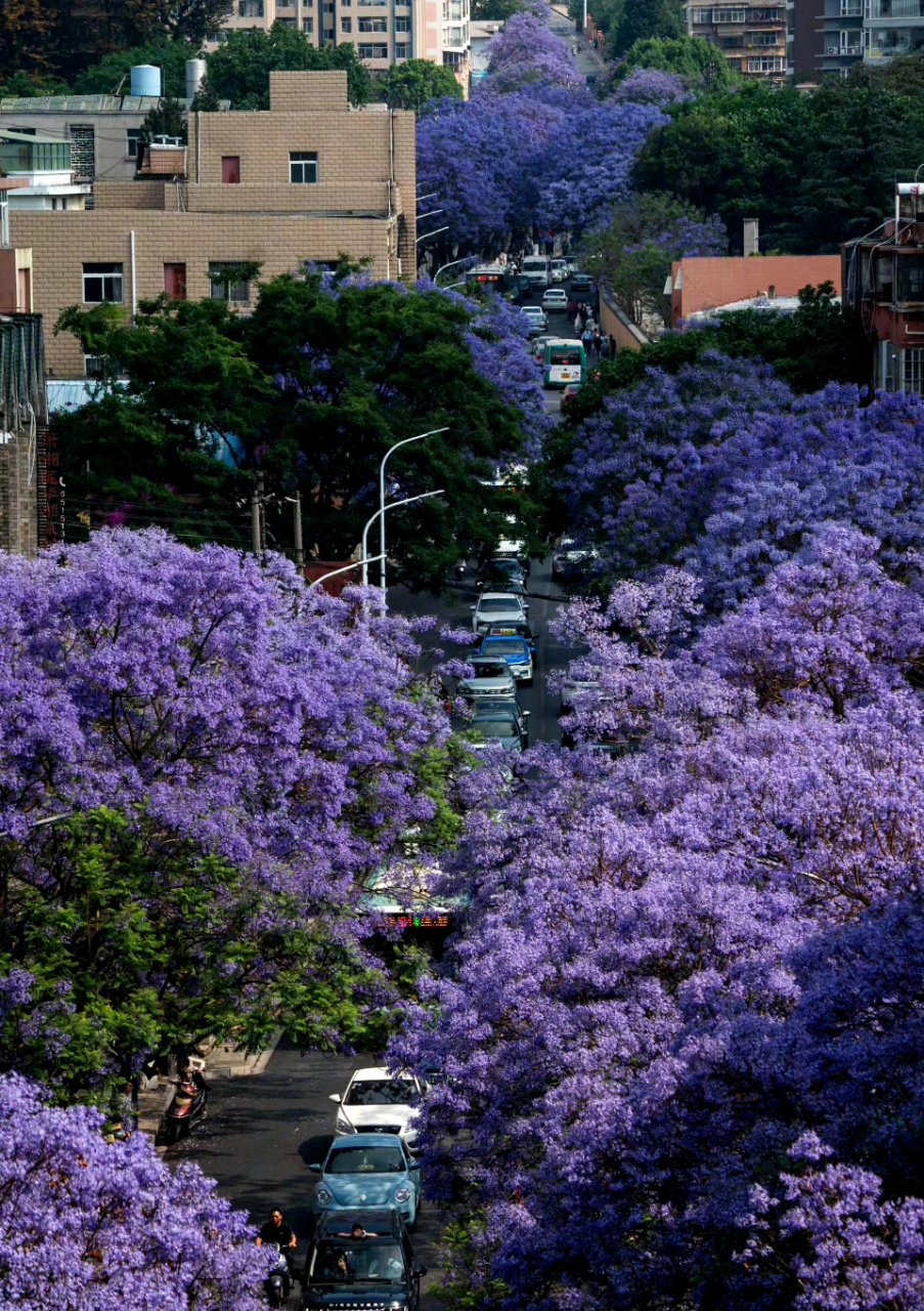 云南昆明的蓝樱花开了,好梦幻