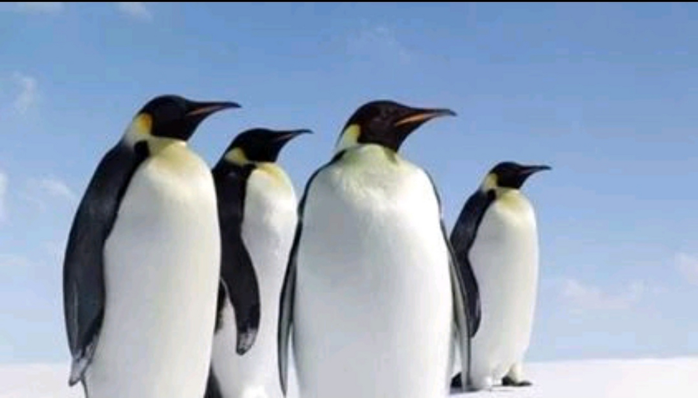 给大家看一下,这是企鹅的嘴巴