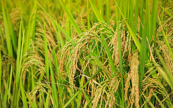 大米生长的过程以及分类?大米的营养价值有哪些?大米如何选购?