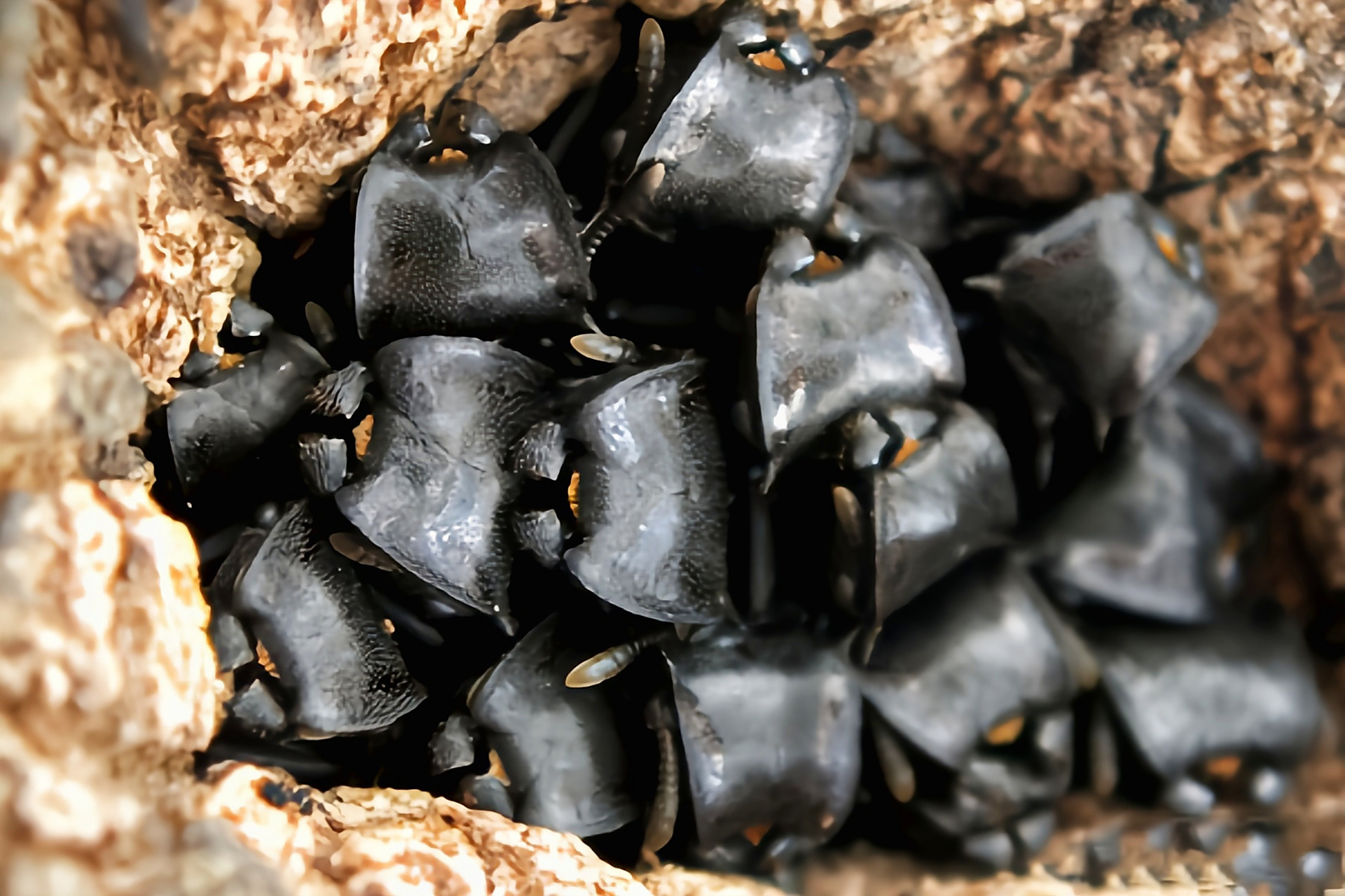 黑龟蚁体长1cm左右,是龟蚁家族体型最大的品种.