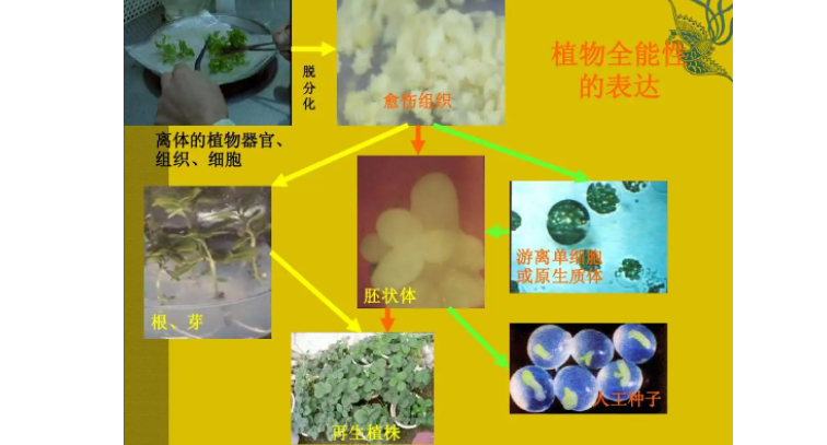 植物细胞的全能性