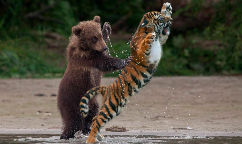 小兴安岭发现东北虎吃熊证据,同在食物链顶层,熊为何输给了老虎