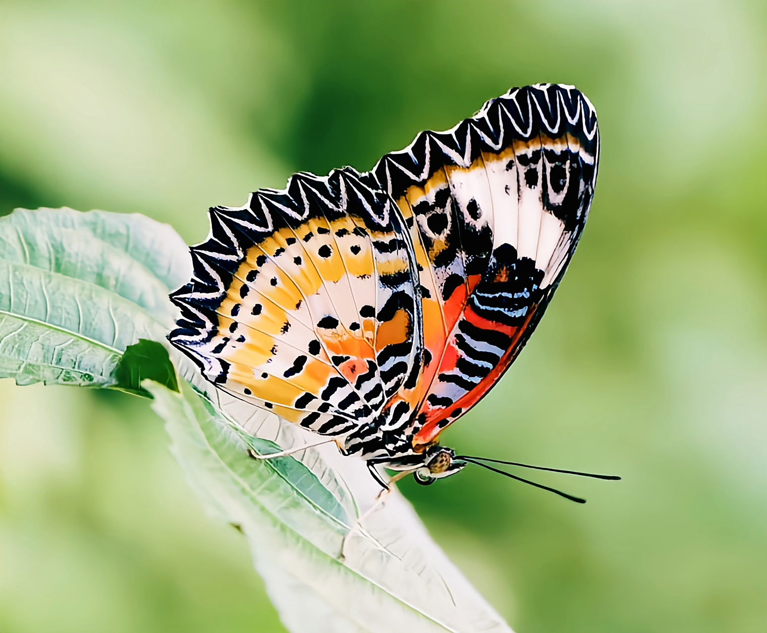 每天认识一种昆虫——白带锯蛱蝶 白带锯蛱蝶是峡蝶