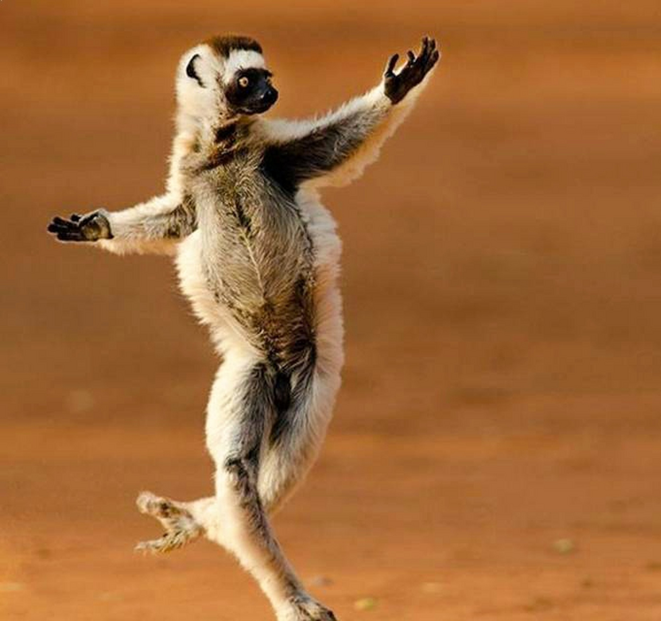 动物舞会开始,一起扭起来!#动物趣图