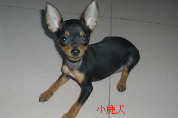 短毛小型犬有哪些图片