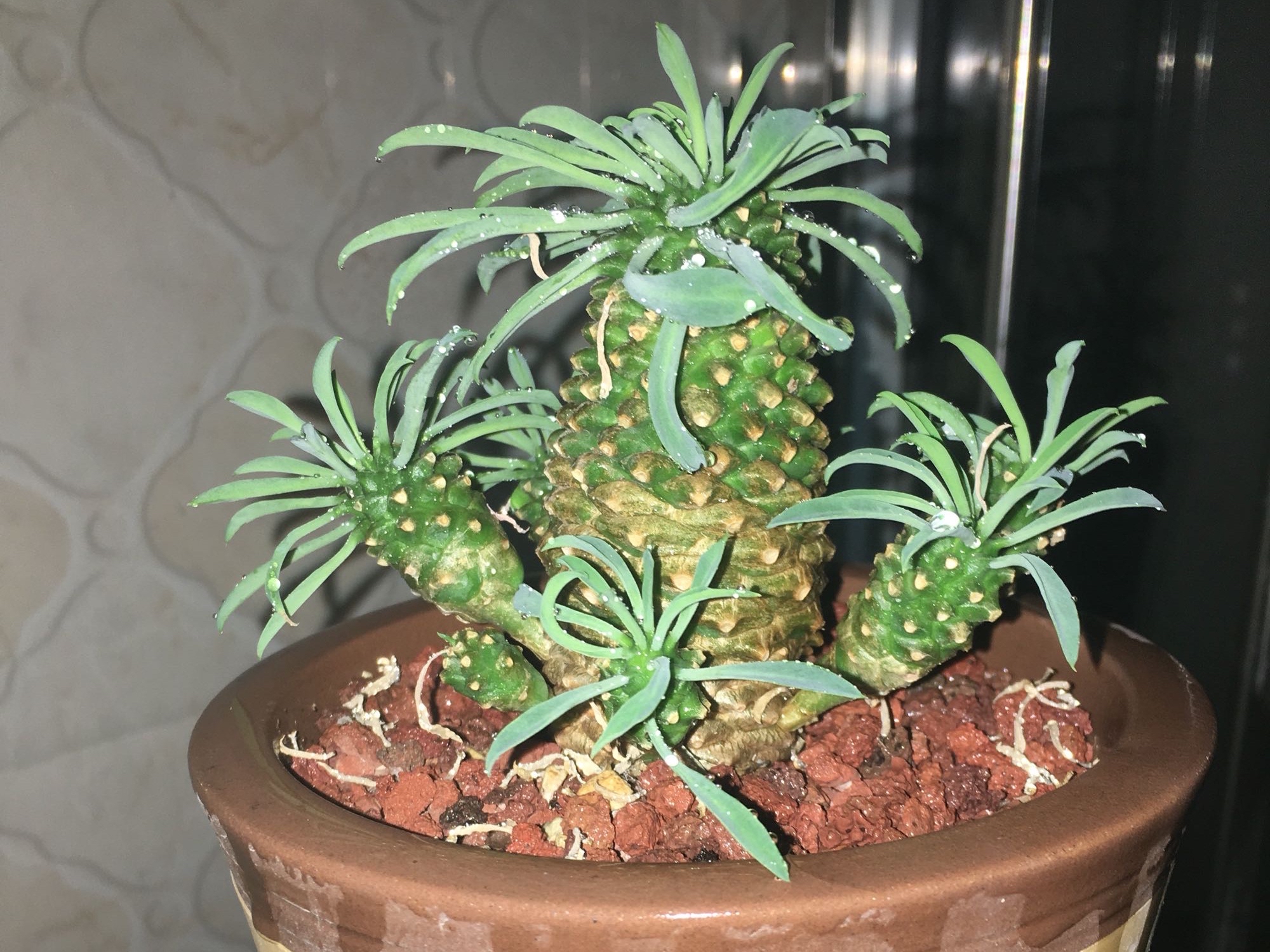 长得很像菠萝的多肉叫铁甲麒麟,皮实好养不贪光,适合养在阳台上