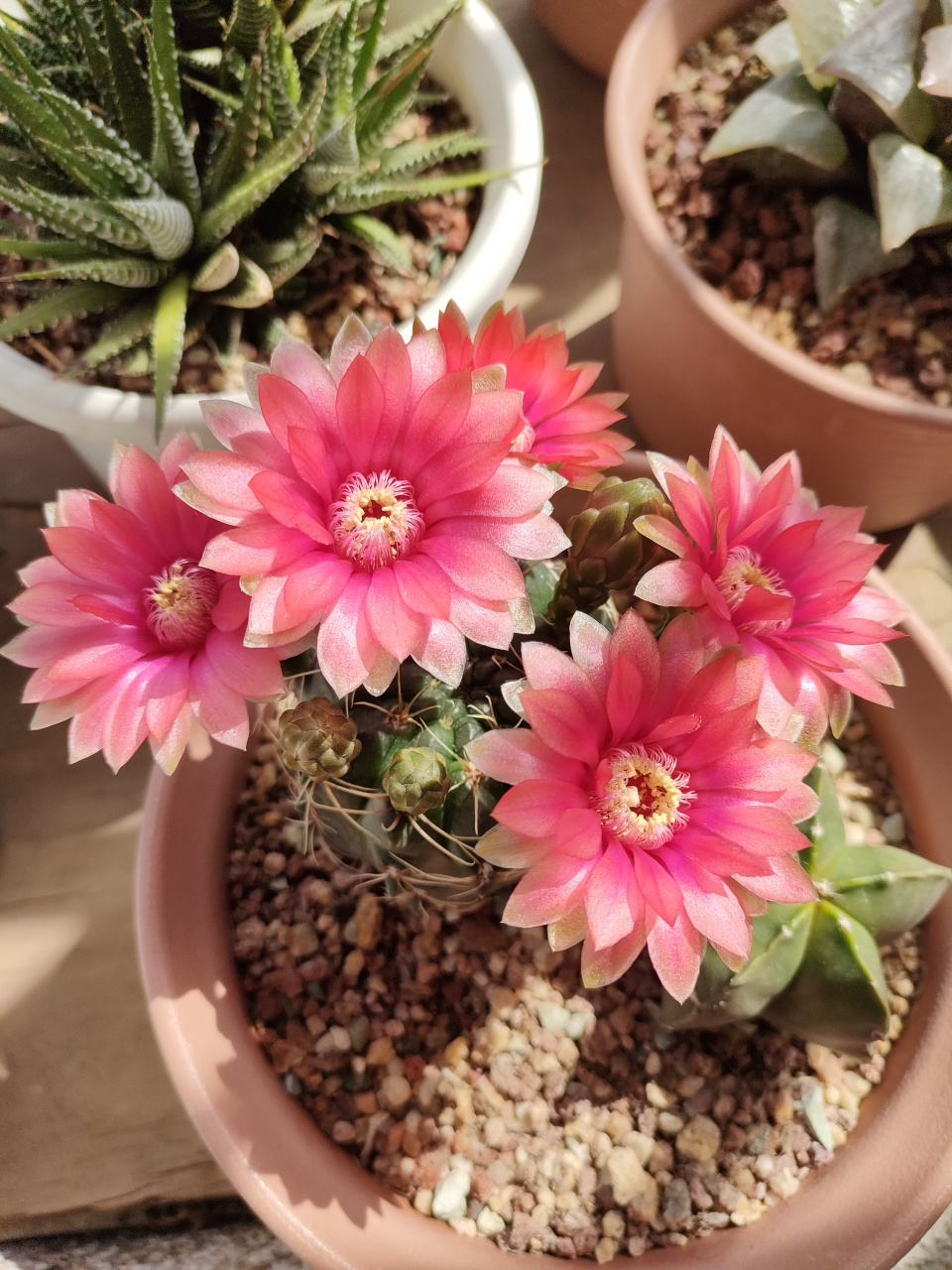 喜欢开花的仙人球,可以从养好一盆入门级品种——绯花玉开始!