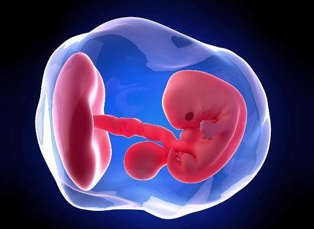 胎儿13周多大图片