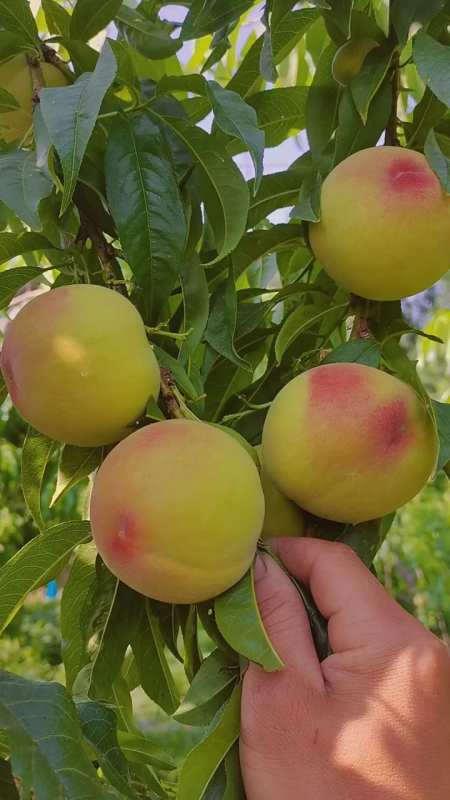 黄金蜜1号桃树苗,早熟黄桃苗,桃树苗育苗基地-度小视