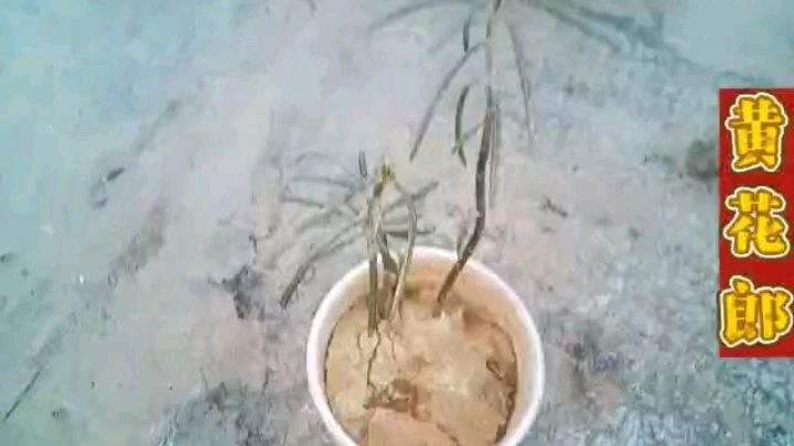 多肉种类一种不死鸟