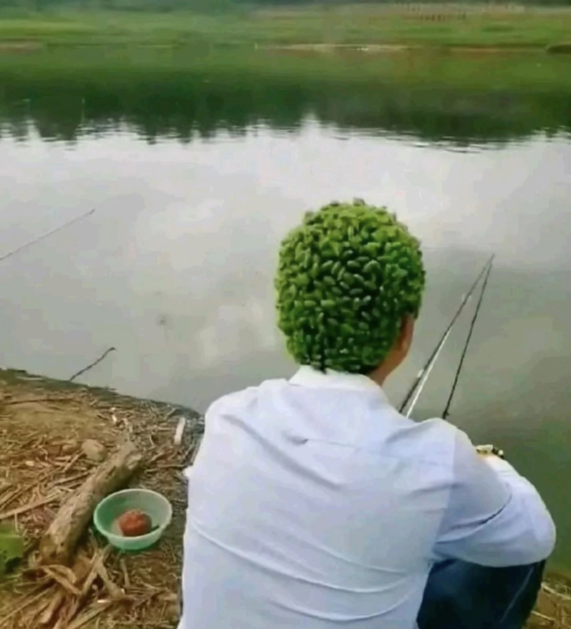 我女儿给了我一个新发型,头顶一片绿绿草原