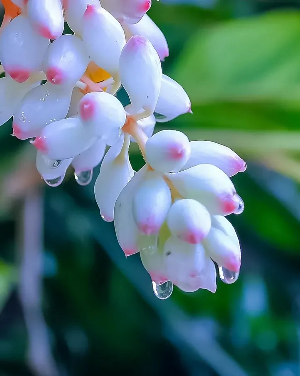 夏天的豆蔻花,非常漂亮,给人以娇艳欲滴的视觉效果,真是生命如夏花灿