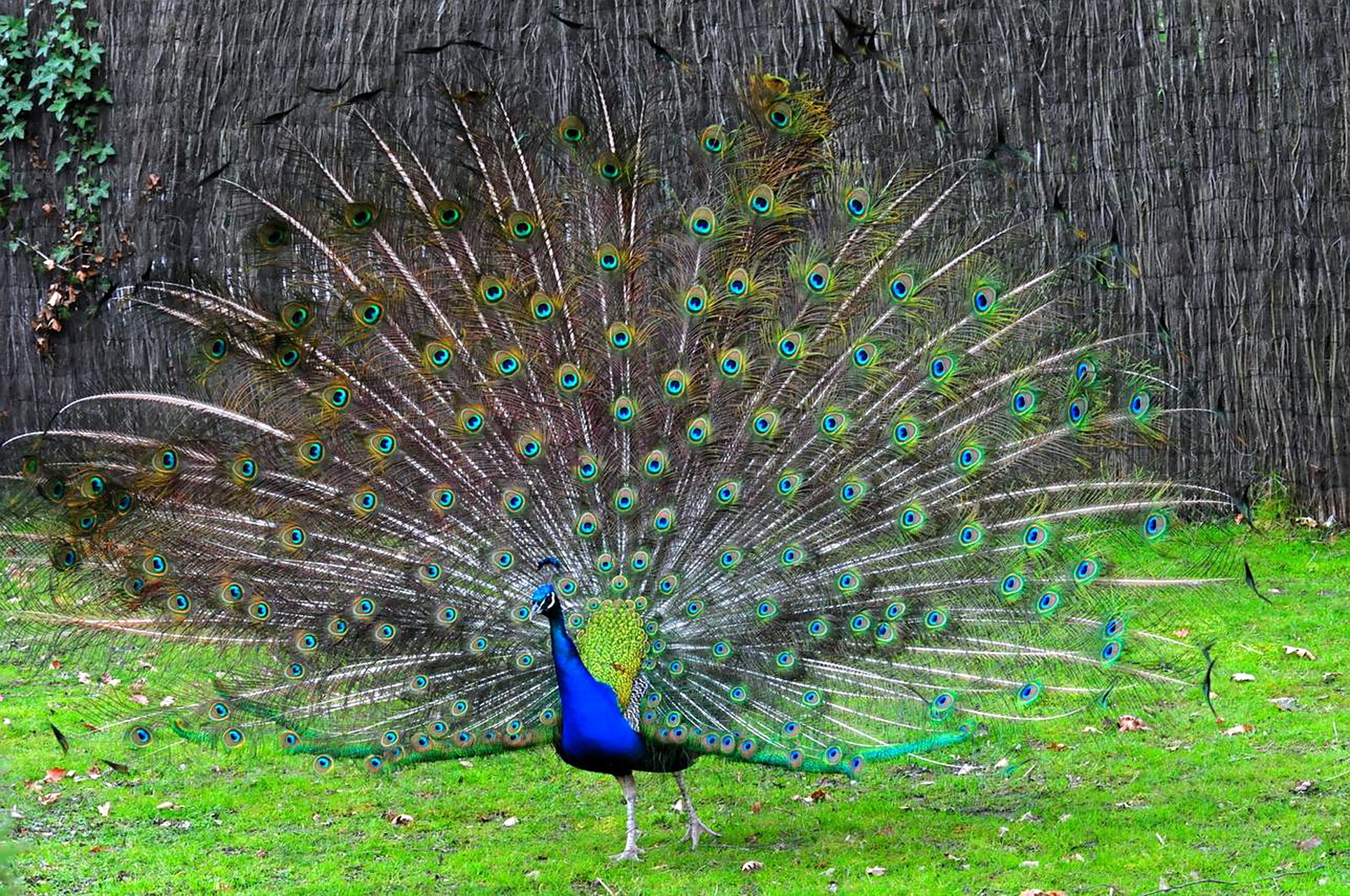 孔雀展开华丽的尾羽,在阳光下,闪烁着五彩的光芒,美得让人陶醉