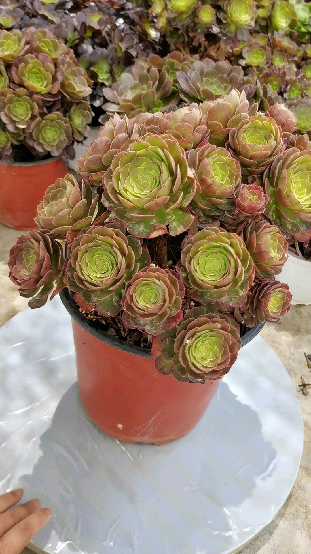 多肉法师万圣节朵朵缀