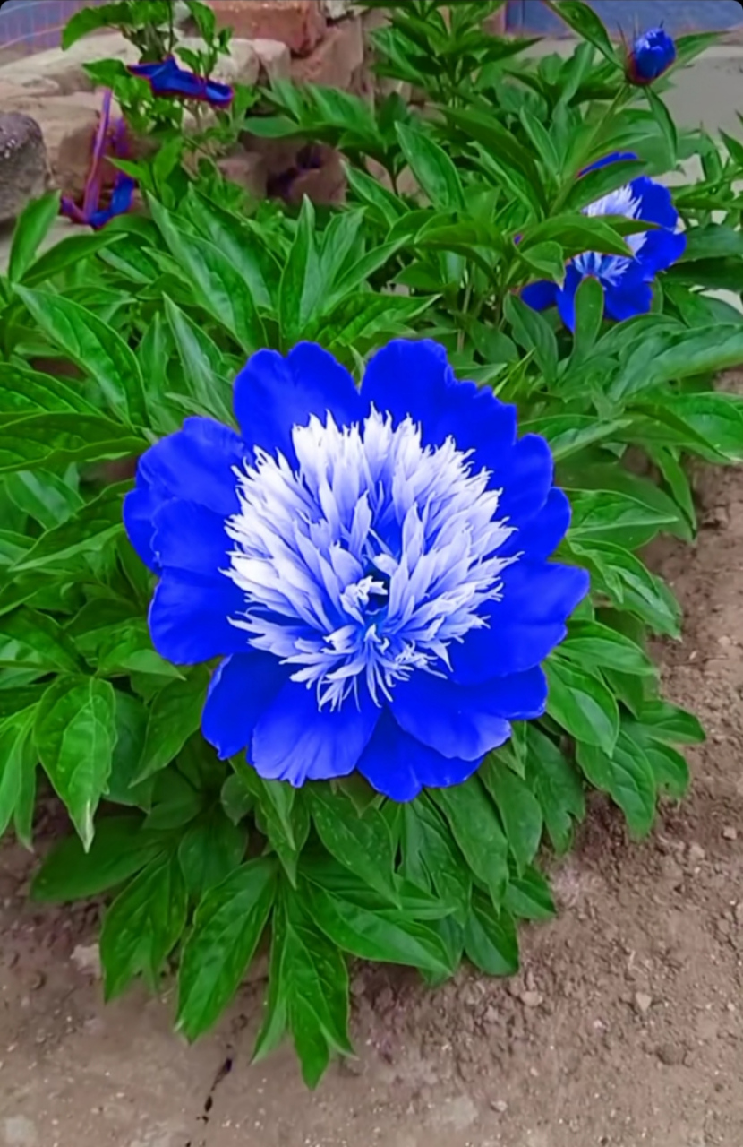 蓝色的芍药花,第一次见到蓝色的,太漂亮了还以为是假的呢