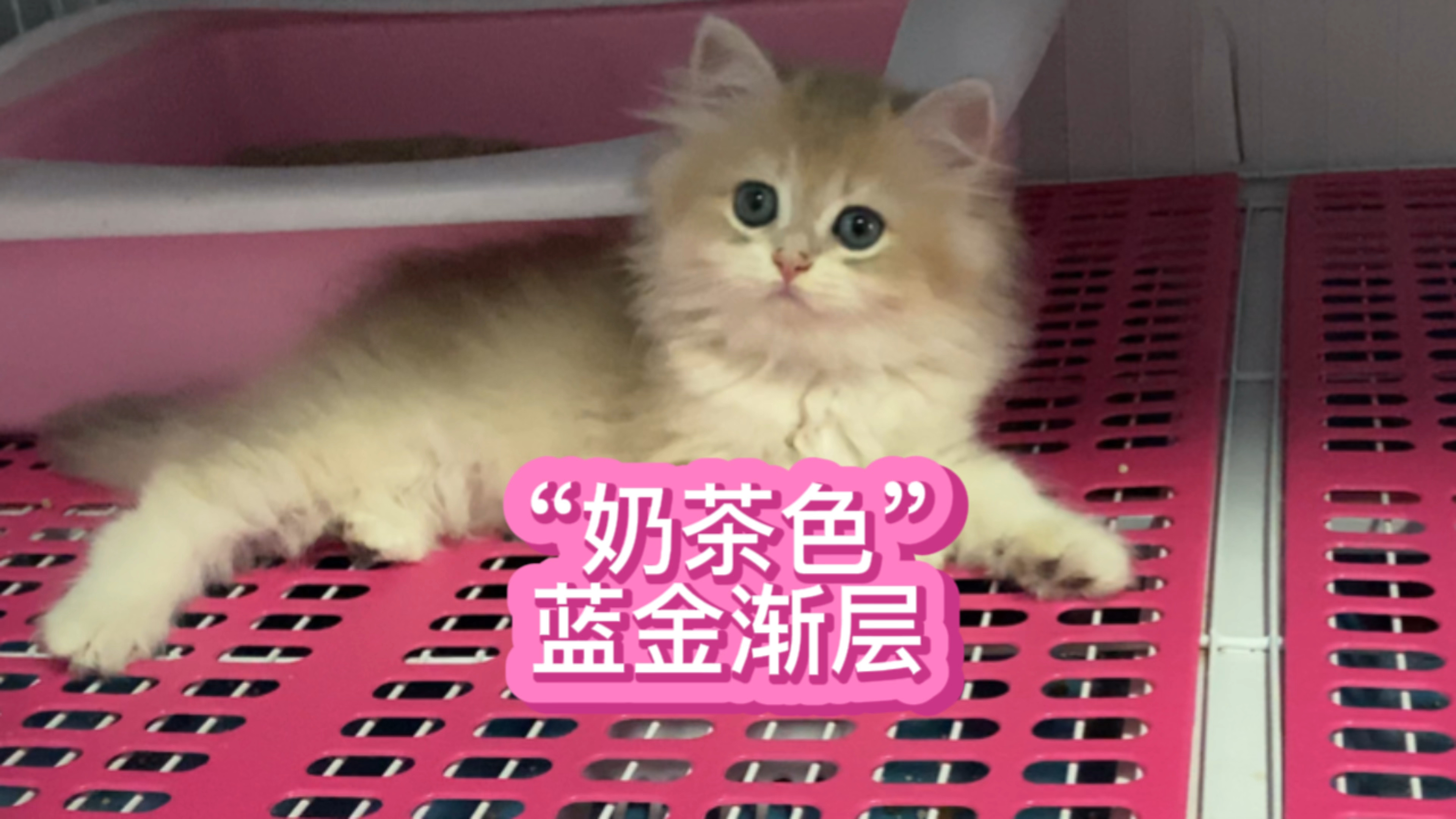 非常稀有的焦糖色蓝金渐层,无论是繁育还是宠养都算得上是天花板