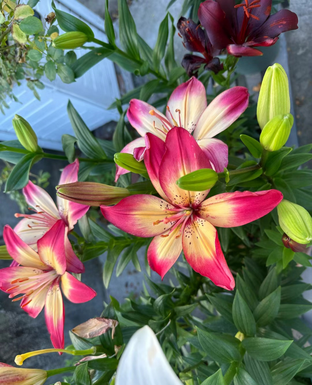 这个眼线百合也太惊艳了吧