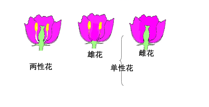 玉米是单性花还是双性花?