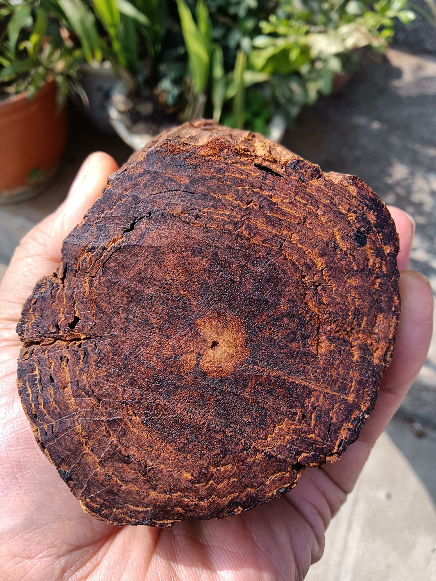 秀一波降真香的图片