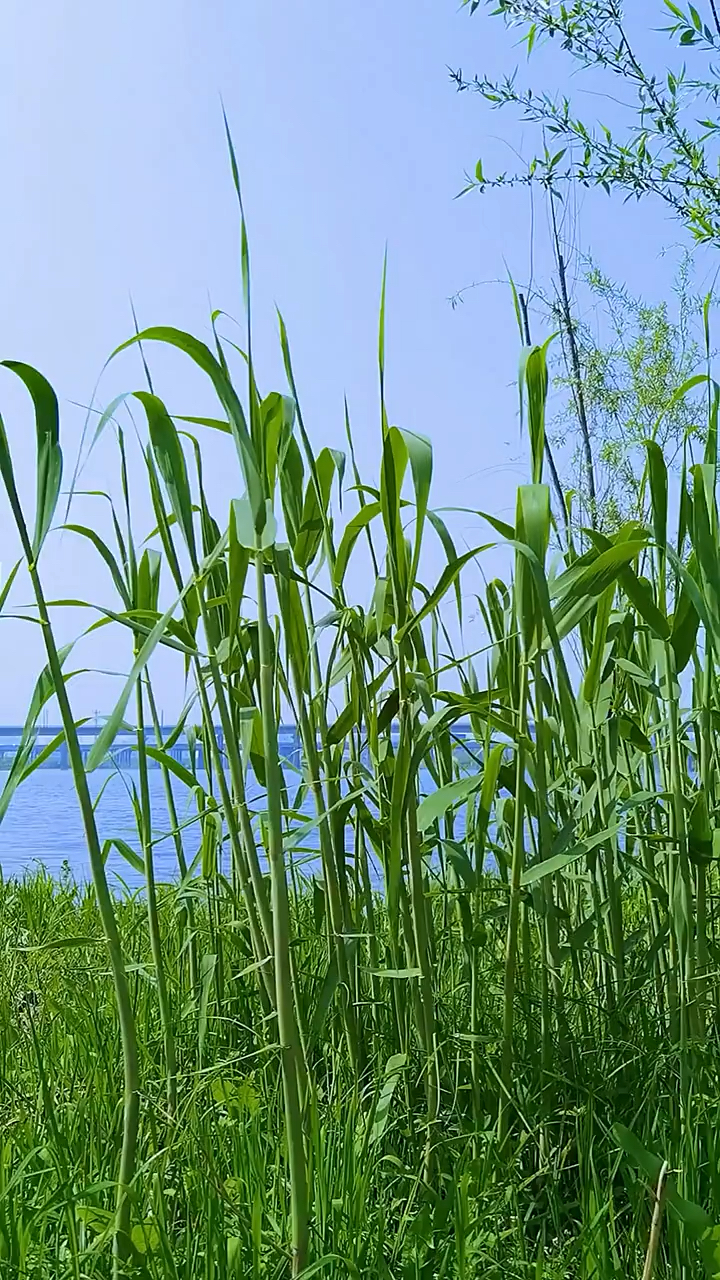 河边的芦苇地