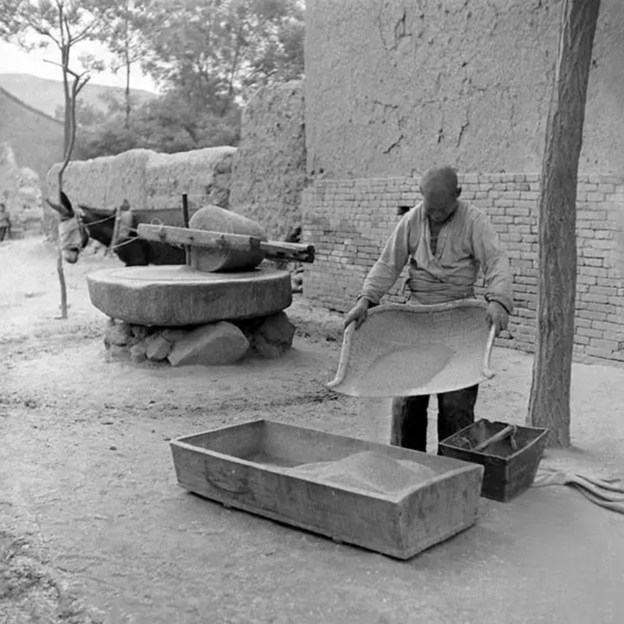 1947年5月,西安临潼县,用驴拉石磨碾米.