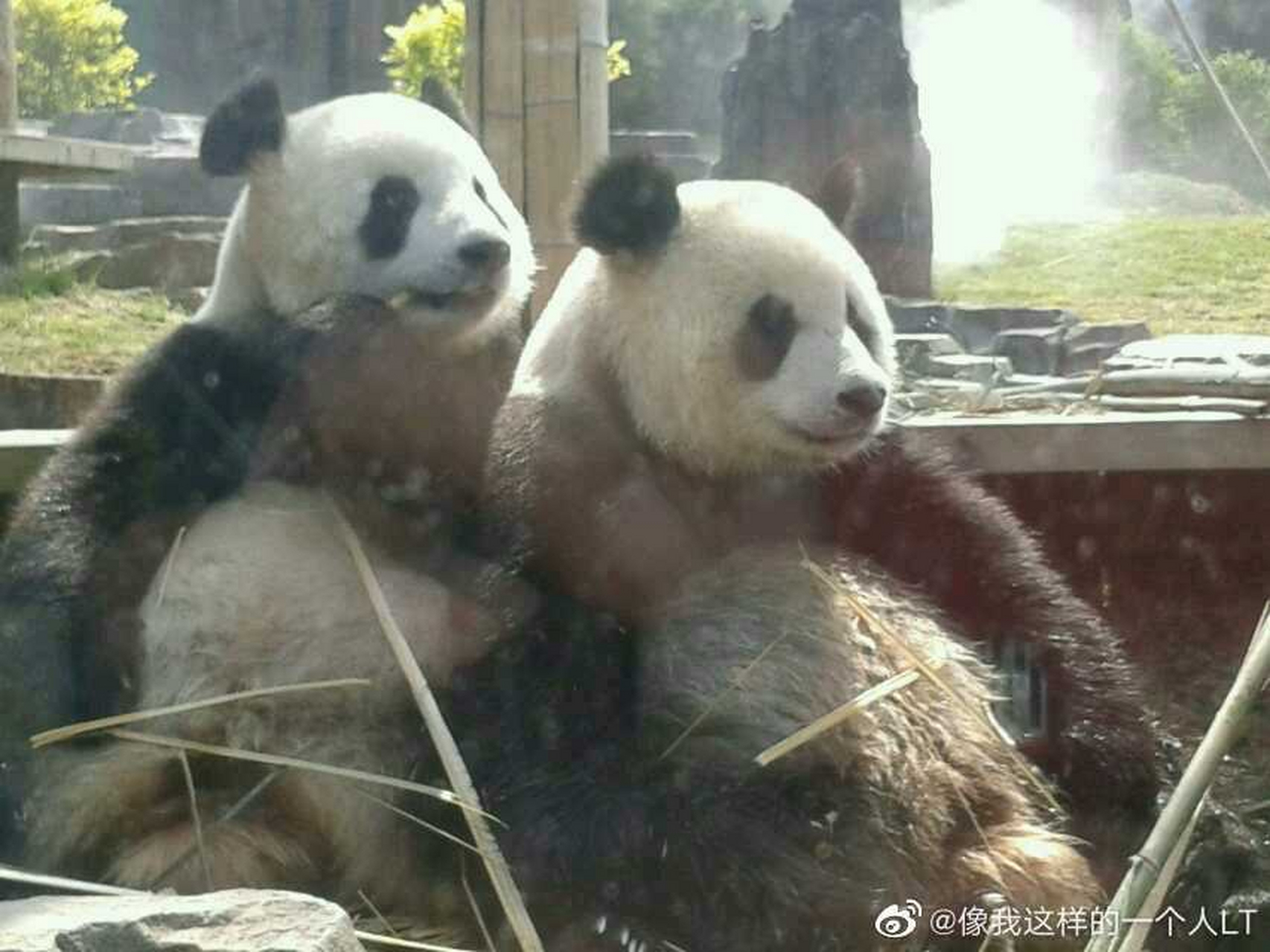 剛去大連動物園的飛雲和妙音.